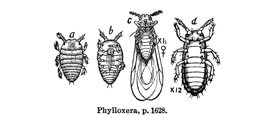 Phylloxera, fléau de la vigne
